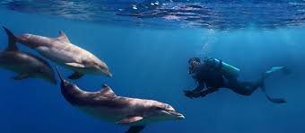 Dolphin Reef